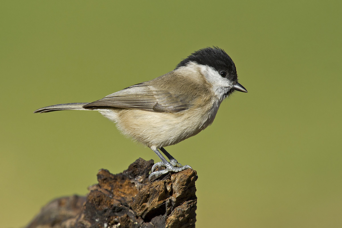 pot-pourri di cince... e non solo...